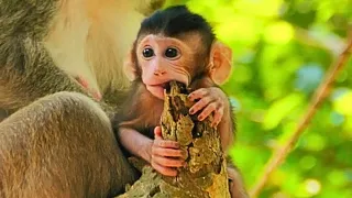 Really funny, sad little monkey, very hungry, trying to bite a tree​ monkey in the wild