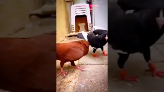 PIGEON'S FIGHT 👏😯 | kabootar ki ladai | Pigeons lover || #kabutar partner#shots #viral #pigeon