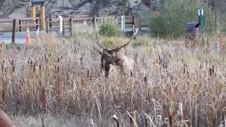 Bull elk mating cow