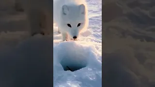 baby artic fox steals a fish from a man.