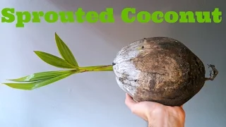 Sprouted Coconut - Weird Fruit Explorer Ep. 191