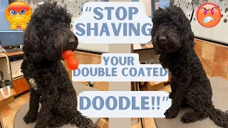 SHOULD YOU SHAVE YOUR DOODLE?! 🤨🤔