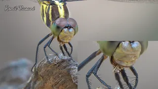 The Ultimate Mosquito Slayer: A Dragonfly's Feasting in 4K || Dragonfly eating mosquito