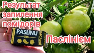 Результат запилення помідорів Паслінієм. Огляд гібридів в теплиці🍅