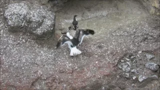 Great Black-backed Gull takes Common Guillemot chick