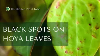 Why Is My Hoya Getting Black Spots? Let's Chat About Edema & Those Watering Oopsies!