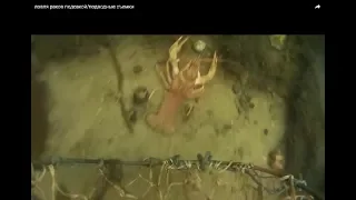 ловля раков подсакой/подводные съемки