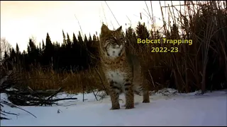 Bobcat Trapping 2022-23