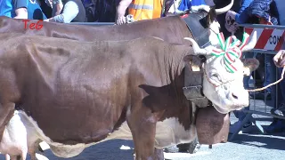Mucche valdostane - Fiera S. Isidoro - Favria 2023