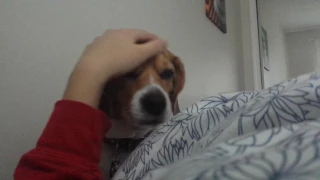 My beagle waking me up in the morning