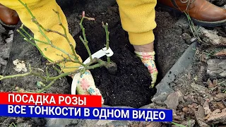 Посадка розы - все тонкости в одном видео