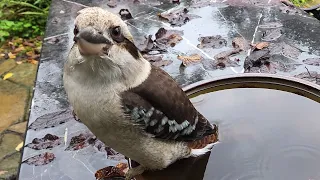 Excuse me sir, your tail is wet!