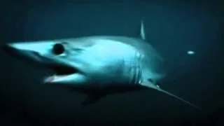 U.S Indianapolis sinking:Sharks