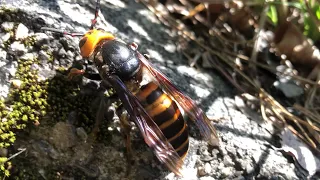 Hornet hive removal