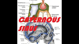 CAVERNOUS SINUS : ANATOMY | CAVERNOUS SINUS THROMBOSIS | CAVERNOUS SINUS THROMBOSIS SYMPTOMS