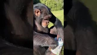 Sugriva and his protein powder ❤️💪🏻🐵