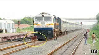 #viralshorts Live Run-over !! Speedy Train Hits Cow !! Patliputra Ltt Superfast