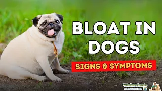 Bloat in Dogs: Signs to Watch For, What To Do