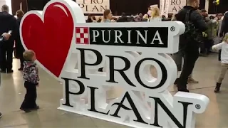 Pro Plan Cat Grand Prix Kiev 2017