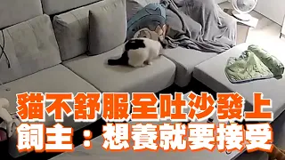 貓咪不舒服吐沙發上　飼主：想養就要接受😿｜寵物動物｜貓星人｜精選影片