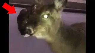 13 Scary Zombie Deer Videos