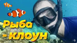 Одни мужики! И как размножаться? Рыбка-клоун. Amphiprion. Серия 11.