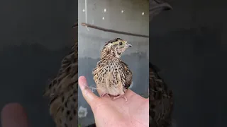 Птенец дикого перепела 31 день. Baby quail calling. Bedana sayrashi.