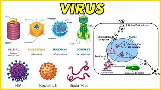 VIRUS: Virión, Bacteriófago, Estructura, Virus DNA Y RNA, Replicación, Ciclo Replicativo VIH