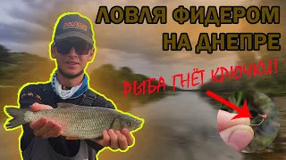 Ловля фидером на реке Днепр || Речные монстры разгибают крючки!!!