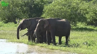 Beautiful elephant herd having the time of their life in Yala National Park