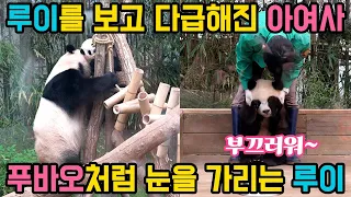 푸바오처럼 루이바오가 눈을 가려요! 부끄러워 하는 모습이 너무 귀여워요🐼루이를 보고 다급해진 아이바오는 왜 그럴까요? 러바오는 양 발로 못 하는 것이 없어요!😍