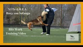 Roxy von Sofanga. German Shepherd Dog