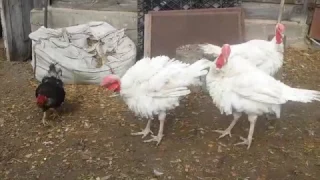 Turkey against rooster fight