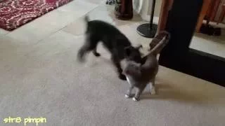 Dog vs Cat: Epic battle