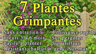 7 Plantes Grimpantes Sans Entretien pour son Jardin !