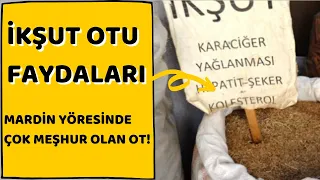 Karaciğer Hastalarının Gözdesi İkşut Otu Faydaları!