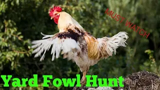 Yard fowl hunt during Trinidad and Tobago 🇹🇹 Blackout/ Catch,Clean and Cook-Ep 167