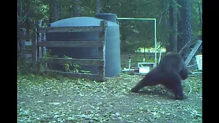 INSTANT KARMA BEAR GETS IT IN THE NUTS FOR MESSING WITH A WATER TANK EDITED