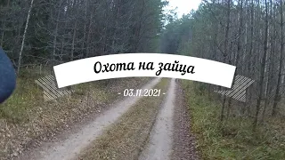 Охота на зайца 03.11.2021