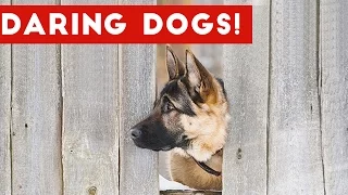 Funniest Daring Dog & Escape Animal Videos Weekly Compilation 2016 | Funny Pet Videos