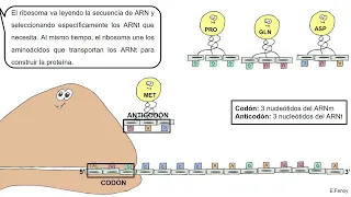 Síntesis de proteínas: Los procesos de transcripción y traducción.