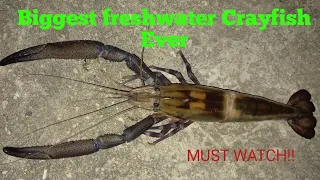 Solo Adventure looking for Monster Crayfish/ Catch,Clean and Cook -Ep 180