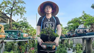 bonsai giá rẻ Zalo 0336875979/17/05