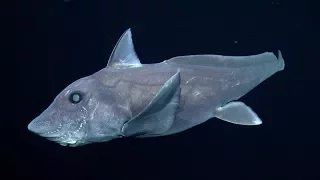 Mysterious Ghost Shark Captured On Camera For The First Time