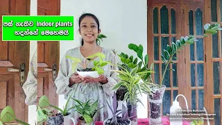 Easy to grow house plants for beginners 2023 | පස් නැතිව indoor plants හදන්නේ මෙහෙමයි |indoor plants