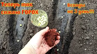 ТЕПЕРЬ ТАК САЖАЮ ГОРОХ - ВСХОДЫ на 3 день! СУПЕР СПОСОБ ПОСАДКЕ ГОРОХА. Зеленый Горох едим все лето