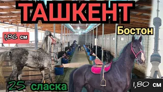 Ташкентте эң чоң 25 аттар келди 🔥бостон 1,83 см 25 декабря 2021 г.