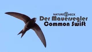 Der Mauersegler - The Common Swift