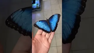 Menelaus Blue Morpho ||#shorts #ytshorts #tiktok #viral  #morpho #bluemorpho #butterfly #ytshorts