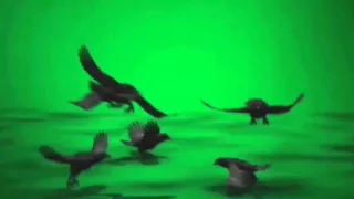 Greenscreen Crow Animation HD